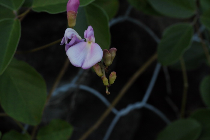 狭刀豆 Canavalia lineata 狭刀豆 Canavalia lineata