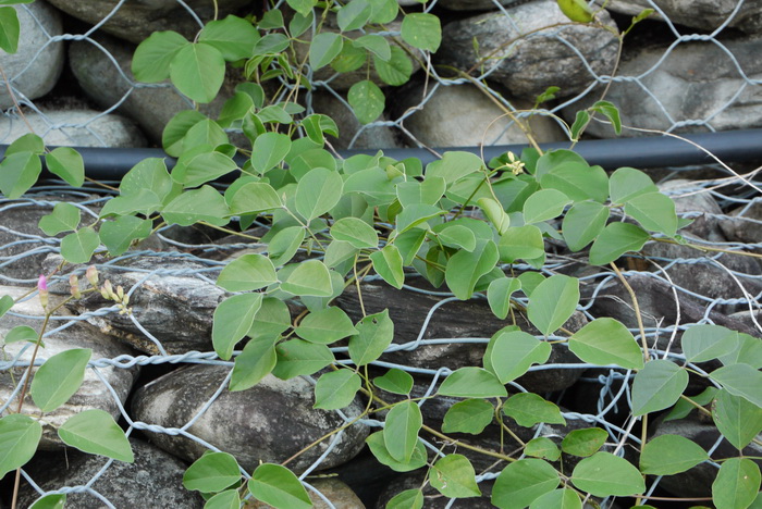 狭刀豆 Canavalia lineata 狭刀豆 Canavalia lineata