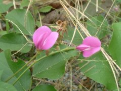 海刀豆Canavalia rosea