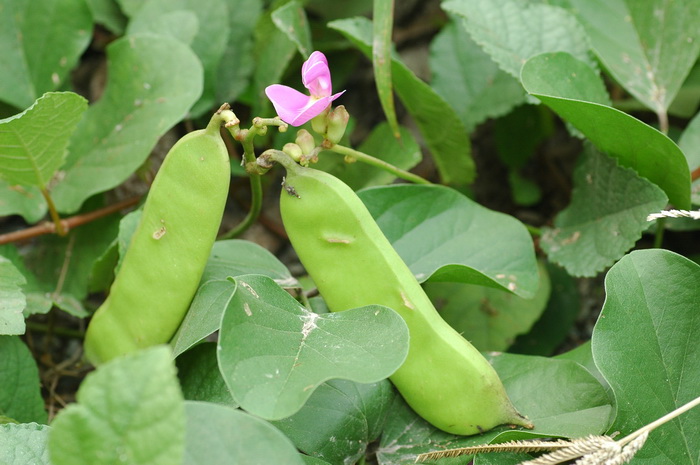 海刀豆Canavalia rosea