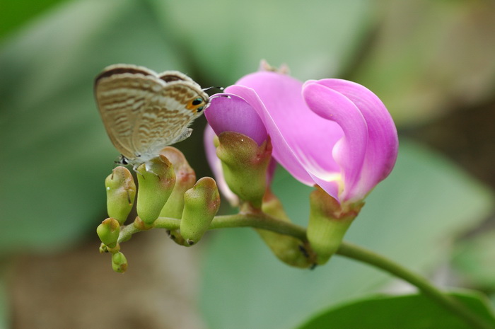 海刀豆Canavalia rosea