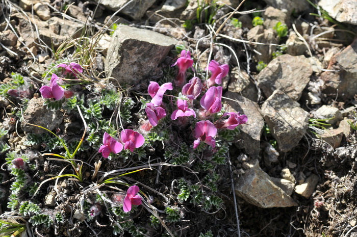 紫花雀儿豆Chesneya nubigena subsp. purpurea 紫花雀儿豆Chesneya nubigena subsp. purpurea