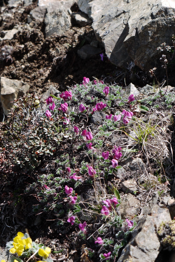 紫花雀儿豆Chesneya nubigena subsp. purpurea 紫花雀儿豆Chesneya nubigena subsp. purpurea