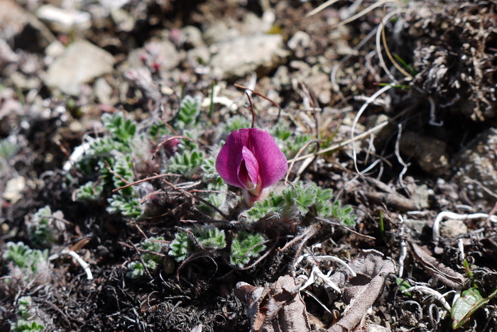紫花雀儿豆Chesneya nubigena subsp. purpurea