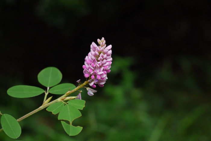假地豆Desmodium heterocarpon 假地豆Desmodium heterocarpon