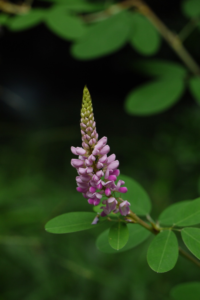 假地豆Desmodium heterocarpon 假地豆Desmodium heterocarpon