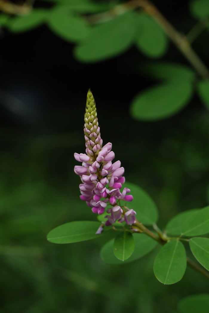 假地豆Desmodium heterocarpon