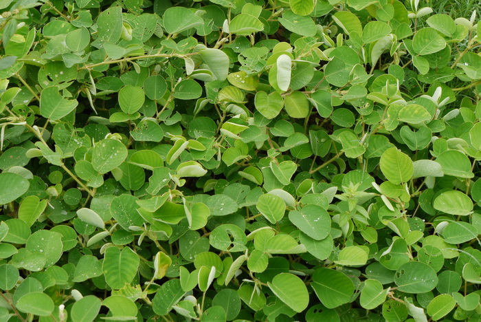广东金钱草Desmodium styracifolium 广东金钱草Desmodium styracifolium