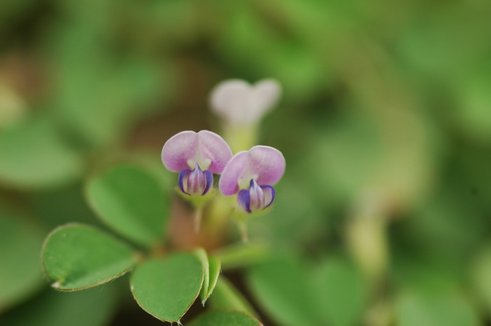 三点金Desmodium triflorum