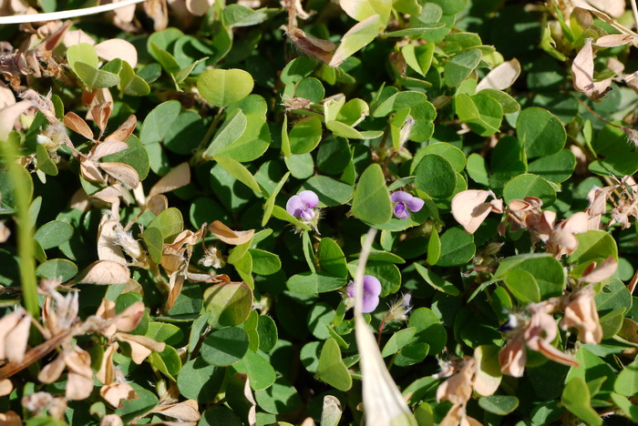 三点金Desmodium triflorum 三点金Desmodium triflorum