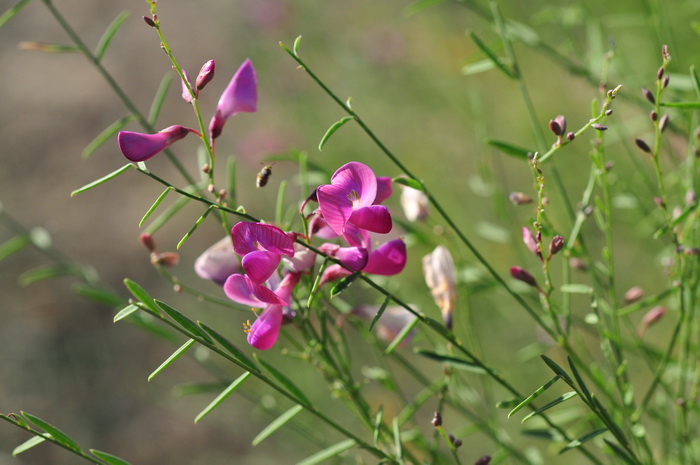 花棒Hedysarum scoparium 花棒Hedysarum scoparium