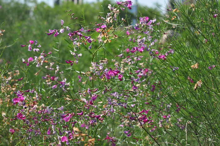 花棒Hedysarum scoparium 花棒Hedysarum scoparium