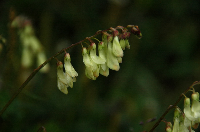 长白岩黄芪Hedysarum vicioides subsp. japonicum