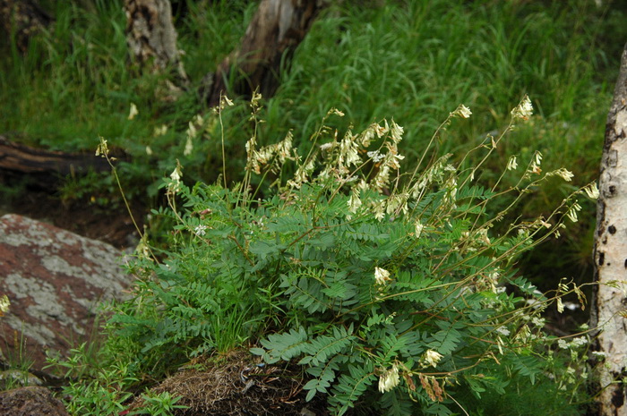 长白岩黄芪Hedysarum vicioides subsp. japonicum