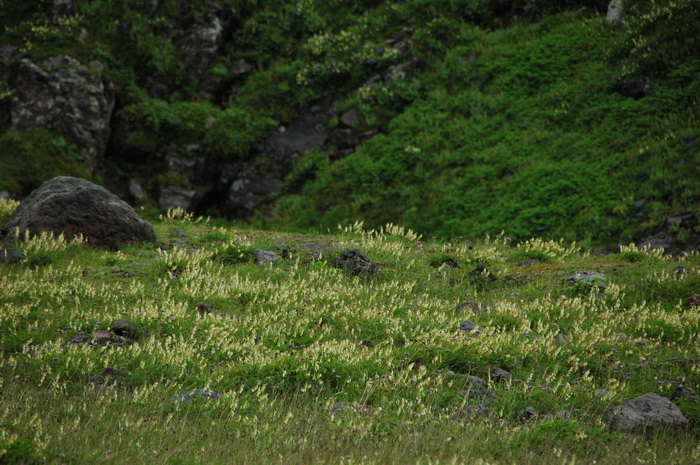 长白岩黄芪Hedysarum vicioides subsp. japonicum