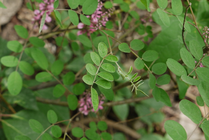多花木蓝Indigofera amblyantha 多花木蓝Indigofera amblyantha
