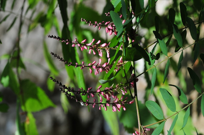 多花木蓝Indigofera amblyantha 多花木蓝Indigofera amblyantha