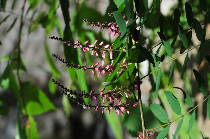 多花木蓝Indigofera amblyantha