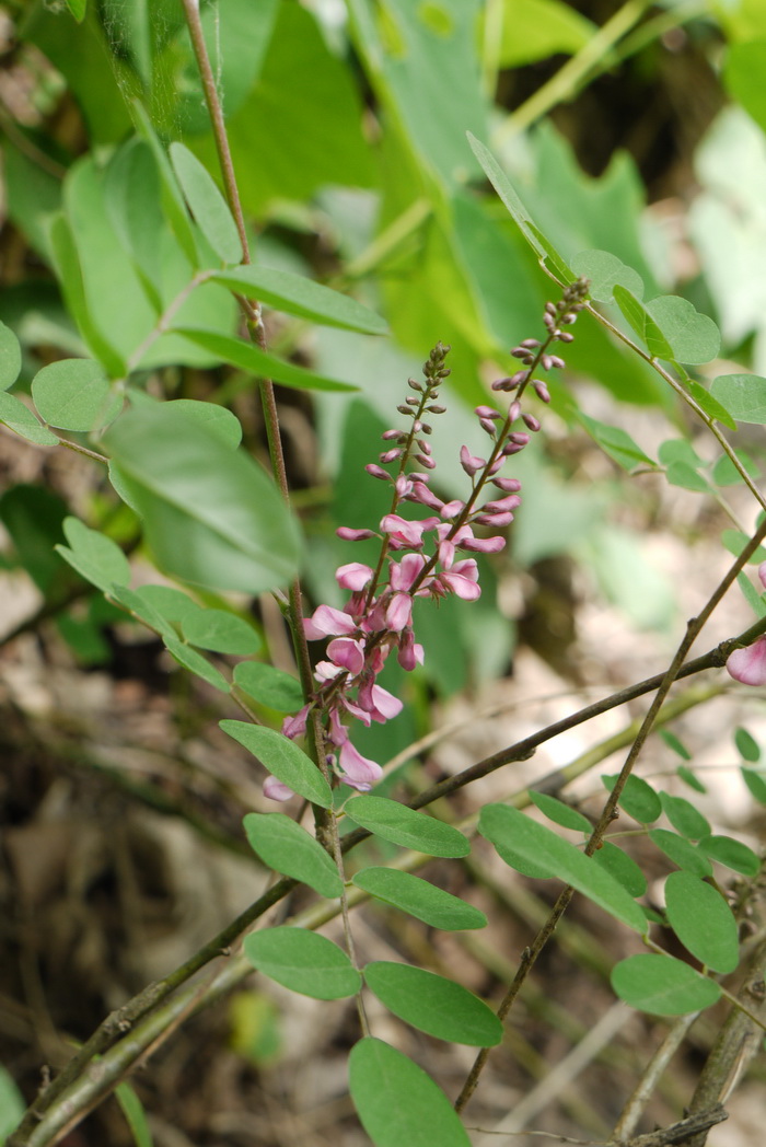 多花木蓝Indigofera amblyantha