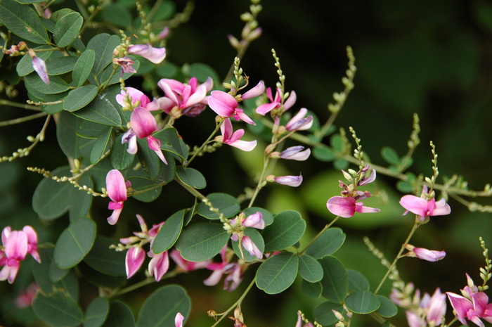 多花胡枝子Lespedeza floribunda 多花胡枝子Lespedeza floribunda
