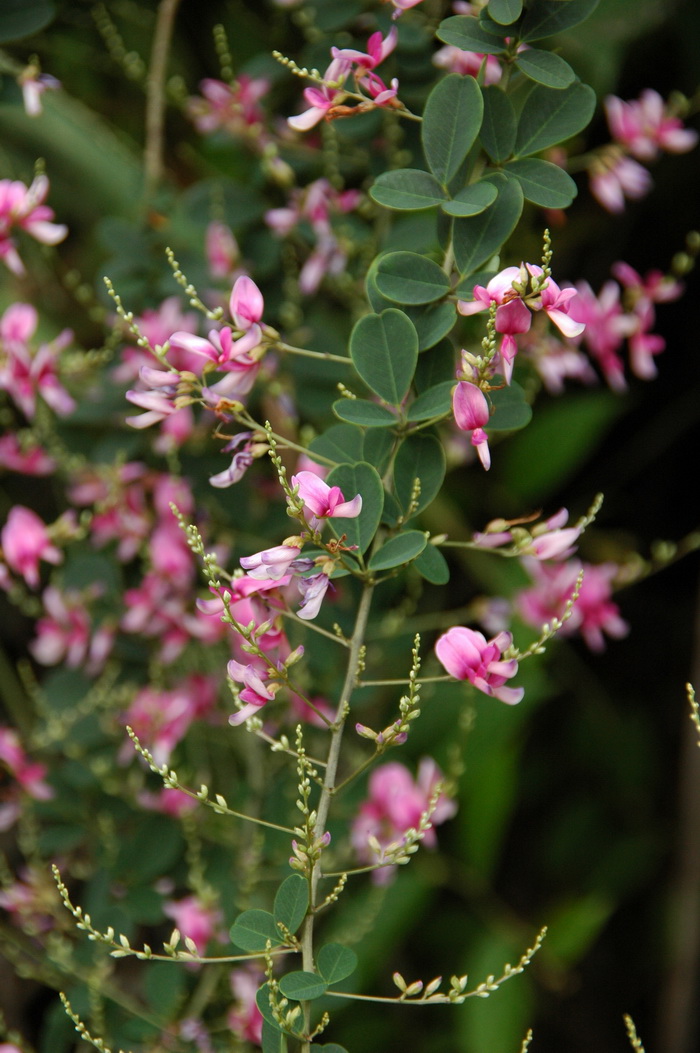 多花胡枝子Lespedeza floribunda