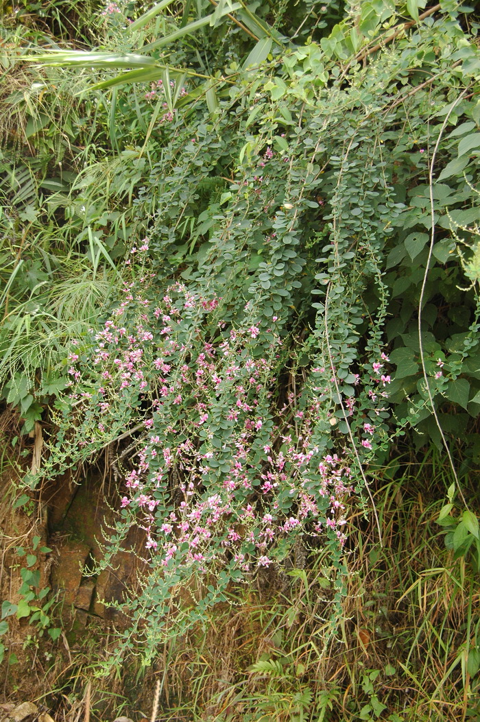 多花胡枝子Lespedeza floribunda