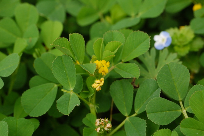 天蓝苜蓿Medicago lupulina 天蓝苜蓿Medicago lupulina