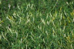 白花草木樨Melilotus officinalis