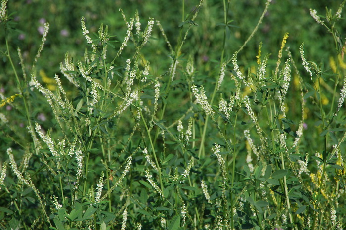 白花草木樨melilotus officinalis