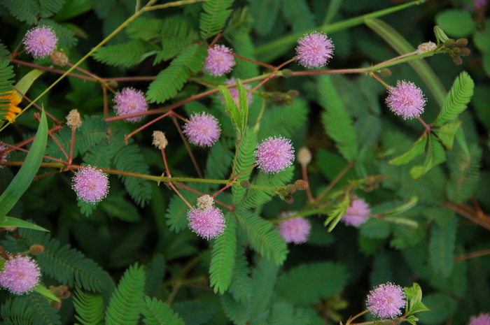 含羞草Mimosa pudica