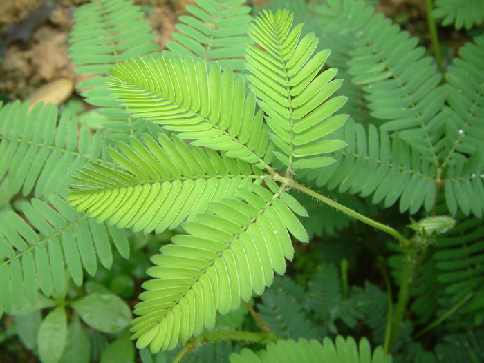 含羞草mimosapudica