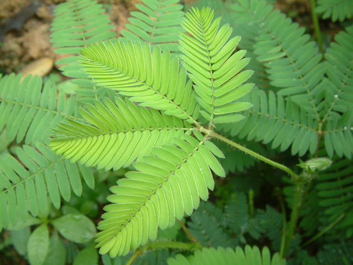 含羞草Mimosa pudica