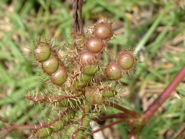 含羞草Mimosa pudica