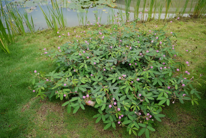 含羞草Mimosa pudica