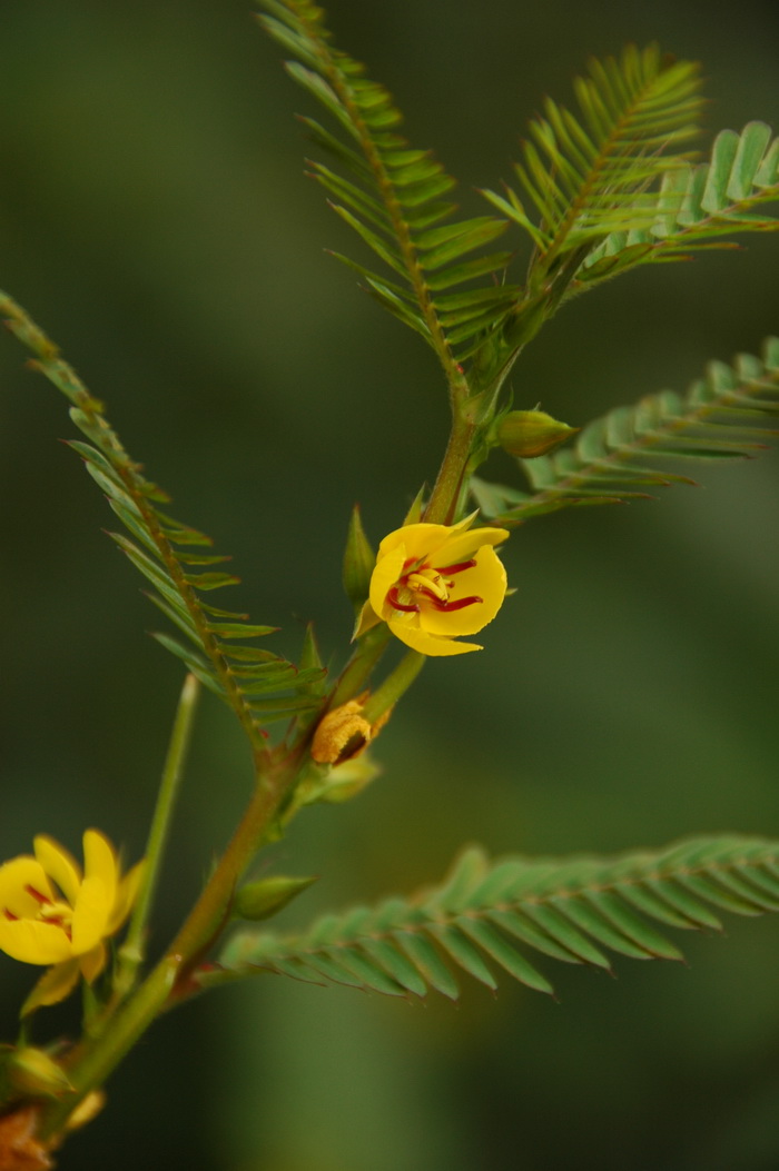 含羞草决明Chamaecrista mimosoides