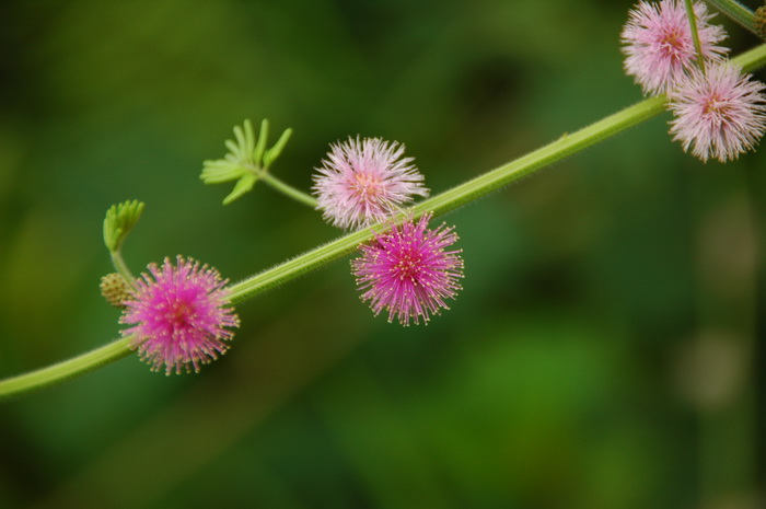 巴西含羞草Mimosa diplotricha 巴西含羞草Mimosa diplotricha