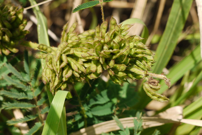 巴西含羞草Mimosa diplotricha