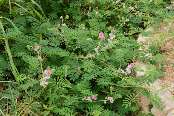 巴西含羞草Mimosa diplotricha