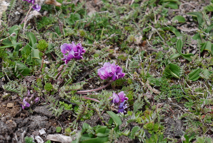 黑萼棘豆Oxytropis melanocalyx