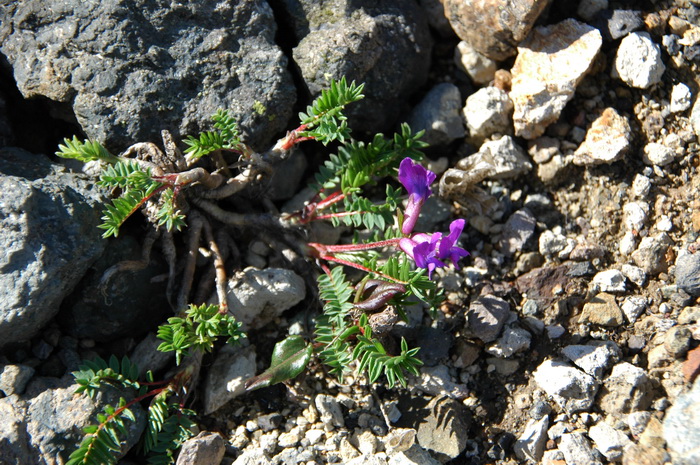 长白棘豆Oxytropis anertii