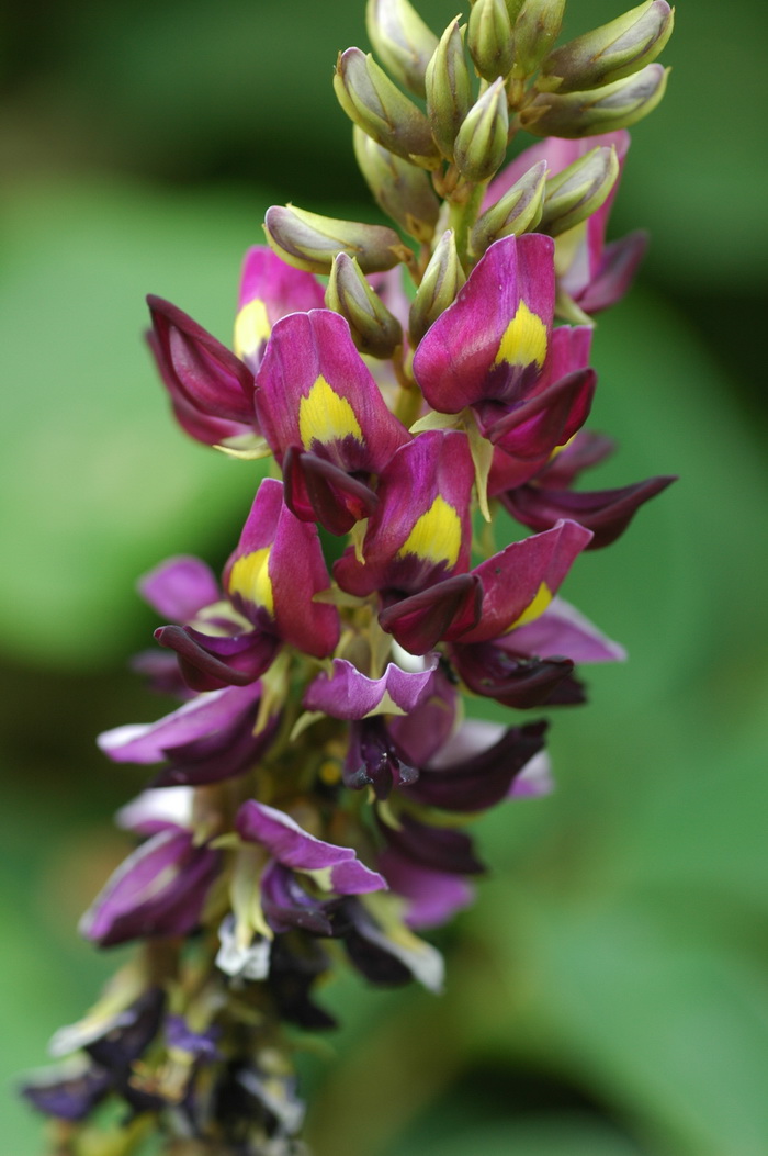 葛麻姆Pueraria montana var.lobata 葛麻姆Pueraria montana var.lobata