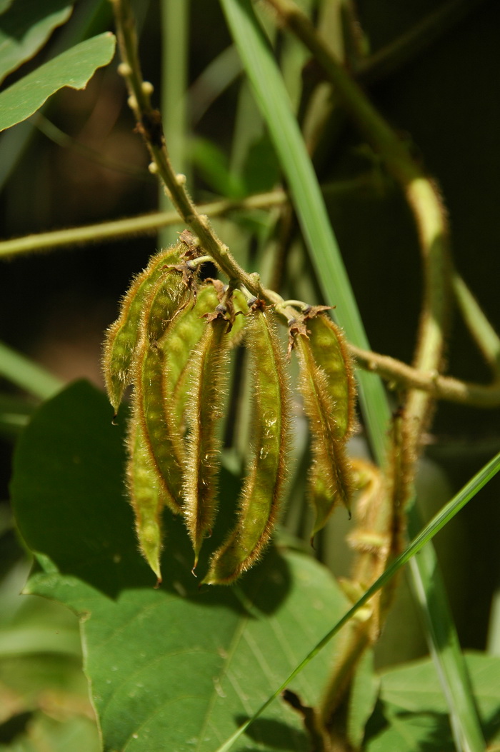 葛麻姆Pueraria montana var.lobata