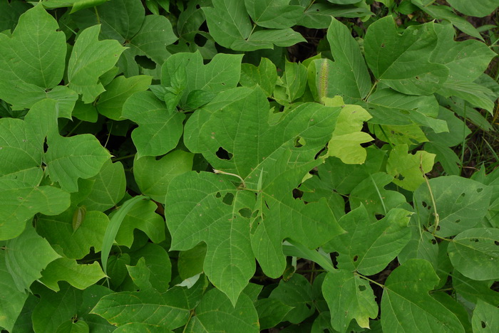 葛麻姆Pueraria montana var.lobata