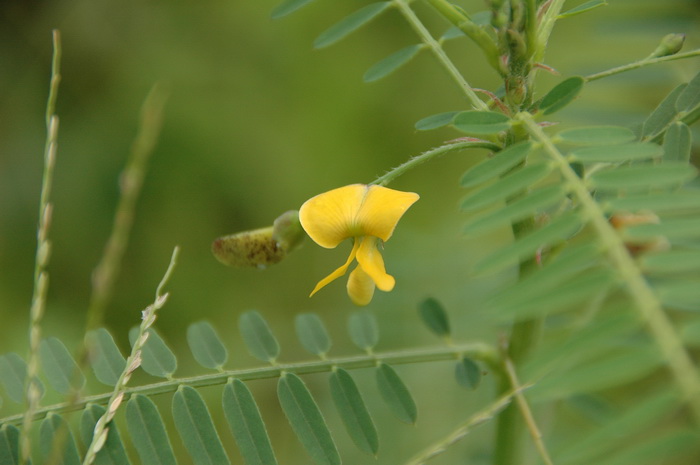 田菁Sesbania cannabina