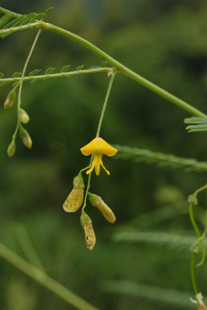 田菁Sesbania cannabina