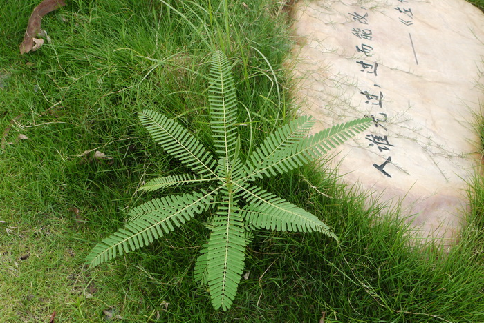 田菁Sesbania cannabina