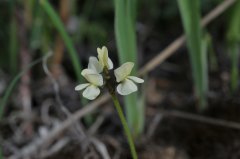 黄花高山豆Tibetia tongolensis