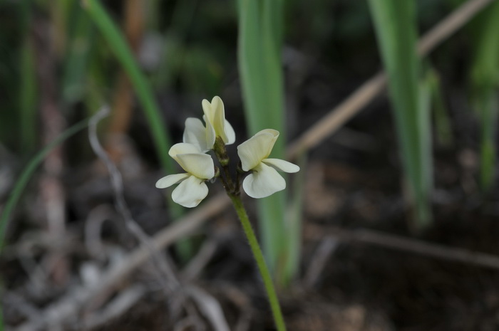 黄花高山豆Tibetia tongolensis 黄花高山豆Tibetia tongolensis