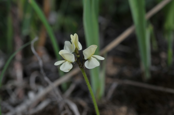 黄花高山豆Tibetia tongolensis