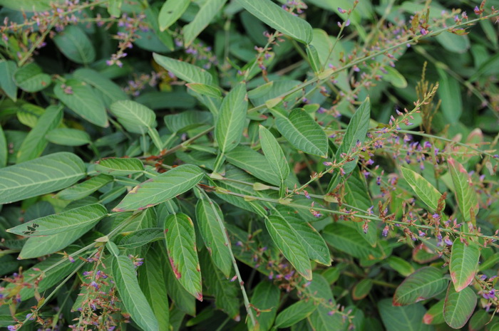 葫芦茶Tadehagi triquetrum 葫芦茶Tadehagi triquetrum